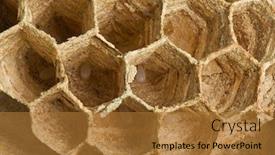  Presentation with larvae - Presentation enhanced with detail-of-european-wasp-nest background and a red colored foreground