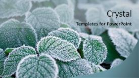  Presentation with frozen - Amazing PPT theme having detail of frozen raspberry leaves backdrop and a light blue colored foreground