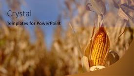  Presentation with corn field - PPT theme having detail-of-growing-corn background and a seafoam green colored foreground