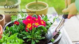  Presentation with herbs - Presentation design featuring season sage - detail of hand planting flowers background and a coral colored foreground