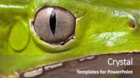  Presentation with animal eye - Beautiful presentation featuring detail of iris phyllomedusa bicolor backdrop and a tawny brown colored foreground