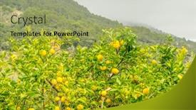  Presentation with bloom - PPT theme having detail of lemon in bloom with fresh yellow lemons and ready to pick harvest background and a mint green colored foreground