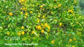  Presentation with bloom - Audience pleasing slides consisting of detail of lemon in bloom with fresh yellow lemons and ready to pick harvest backdrop and a forest green colored foreground