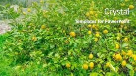  Presentation with bloom - Cool new PPT theme with detail of lemon in bloom with fresh yellow lemons and ready to pick harvest backdrop and a tawny brown colored foreground