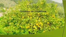  Presentation with bloom - Presentation having detail of lemon in bloom with fresh yellow lemons and ready to pick harvest background and a yellow colored foreground