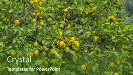  Presentation with bloom - Cool new slides with detail of lemon in bloom with fresh yellow lemons and ready to pick harvest backdrop and a tawny brown colored foreground