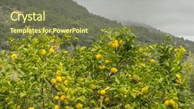  Presentation with bloom - PPT layouts with detail of lemon in bloom with fresh yellow lemons and ready to pick harvest background and a violet colored foreground