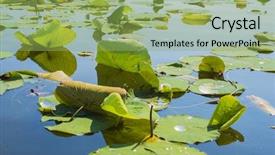  Presentation with water park - Amazing PPT layouts having detail of lillypads reflected on water point pelee national park ontario canada backdrop and a seafoam green colored foreground