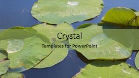  Presentation with water park - PPT layouts enhanced with detail of lillypads reflected on water point pelee national park ontario canada background and a yellow colored foreground