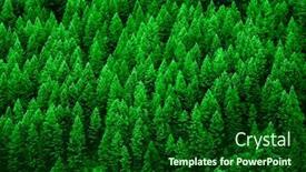  Presentation with pine trees - PPT theme consisting of detail-of-lush-green-pine background and a forest green colored foreground