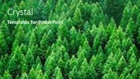  Presentation with pine forest - Presentation design consisting of detail-of-lush-green-pine background and a forest green colored foreground