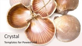  Presentation with sea shells - PPT theme enhanced with detail of many sea shells isolated suitable for background background and a lemonade colored foreground
