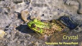  Presentation with green lake - Beautiful slides featuring detail-of-northern-green-frog backdrop and a tawny brown colored foreground