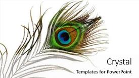 Presentation with feather - Beautiful presentation featuring detail of peacock feather eye backdrop and a white colored foreground