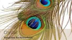  Presentation with peacock feather - Presentation theme featuring detail of peacock feather as colorful background background and a yellow colored foreground