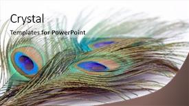 Presentation with peacock feather - Beautiful theme featuring detail of peacock feather backdrop and a white colored foreground