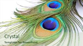  Presentation with peacock feather - PPT theme featuring detail of peacock feather background and a mint green colored foreground