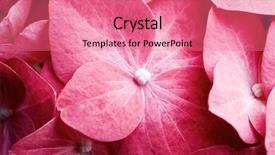  Presentation with pink - Presentation having nature details - detail of pink hortensia petals background and a coral colored foreground