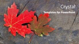  Presentation with maple leaves - Audience pleasing PPT layouts consisting of detail of red autumn maple leaves with tree in background backdrop and a violet colored foreground