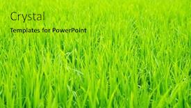  Presentation with rice field - Presentation design enhanced with detail of rice field young background and a gold colored foreground