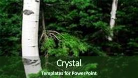  Presentation with summer trees - PPT layouts having detail of several aspen birch trees with green summer leaves adn pine trees background and a tawny brown colored foreground