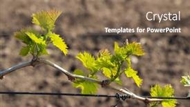  Presentation with czech republic - Slide deck with detail-of-spring-vine-branch background and a violet colored foreground