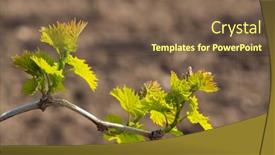  Presentation with vine - Theme with detail-of-spring-vine-branch background and a violet colored foreground
