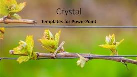  Presentation with czech republic - Theme having detail-of-spring-vine-southern background and a coral colored foreground