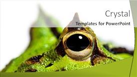  Presentation with frog - Theme consisting of detail-of-the-argentine-horned background and a white colored foreground