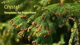  Presentation with pine - PPT layouts having detail-of-the-fresh-green background and a tawny brown colored foreground
