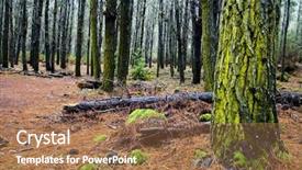  Presentation with volcano - Audience pleasing presentation theme consisting of detail of the humid forest around the teide volcano tenerife backdrop and a coral colored foreground