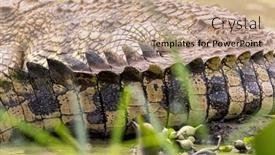  Presentation with crocodile - Presentation with detail-of-the-tail background and a coral colored foreground