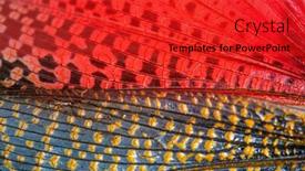  Presentation with female - Slides consisting of detail-of-the-wing background and a red colored foreground