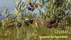  Presentation with olive grove - Presentation consisting of detail-of-three-dark-violet background and a tawny brown colored foreground