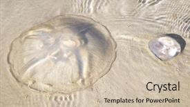  Presentation with fish beach - Colorful slides enhanced with detail of two jelly fish on the sand of tropical beach backdrop and a soft green colored foreground