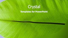  Presentation with water leaf - Colorful PPT layouts enhanced with detail of water drops on leaf backdrop and a shamrock green colored foreground