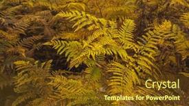  Presentation with ferns - Slide deck having detail shot of ferns during the autumn background and a tawny brown colored foreground