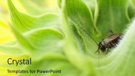  Presentation with view - Amazing presentation theme having detail view of a cicada backdrop and a  colored foreground