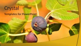  Presentation with fig tree - Cool new slides with detail view of fig-tree backdrop and a gold colored foreground