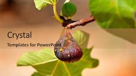  Presentation with fig tree - Presentation theme featuring detail view of fig-tree background and a coral colored foreground