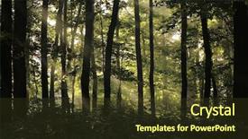  Presentation with pine trees - Amazing PPT theme having detail with tall pine tree backdrop and a tawny brown colored foreground