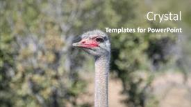  Presentation with nature design - Presentation with detailed-close-up-showcasing-nature and a gray colored foreground