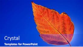  Presentation with fall - PPT layouts consisting of detailed-closeup-of-single-red background and a cobalt blue colored foreground