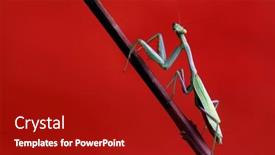  Presentation with green - PPT theme consisting of detailed-green-praying-mantis background and a crimson colored foreground
