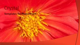  Presentation with bloom - Cool new presentation with detailed macro photo of red georgina bloom with selective focus and very shallow dof backdrop and a red colored foreground