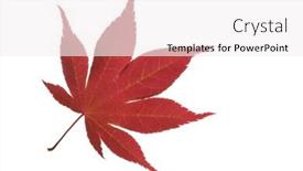  Presentation with maple leaf - Presentation theme featuring macro shot of a japanese background and a white colored foreground