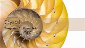  Presentation with shell - PPT layouts featuring detailed-photo-of-a-halved background and a yellow colored foreground