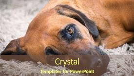  Presentation with dog - Presentation design enhanced with detailed portrait of a rhodesian ridgeback dog background and a tawny brown colored foreground