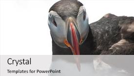  Presentation with west - Theme having detailed portrait of the puffin background and a  colored foreground