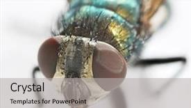  Presentation with study - Theme consisting of detailed study of fly head background and a light gray colored foreground